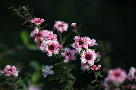 松紅梅種植|喜歡養松紅梅盆栽，教你養殖方法，保證花開滿枝開爆。